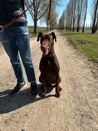 Dobermann per monta