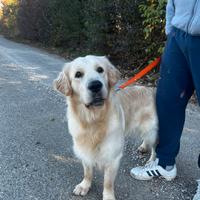 Golden retriver X monta