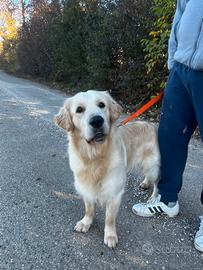 Golden retriver X monta