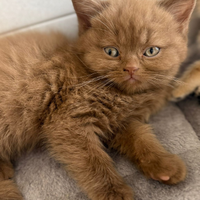 Femmina scottish straight cinnamon con pedigree