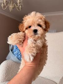 MALTIPOO - MALTIPO CUCCIOLI ITALIANI - pag mensile