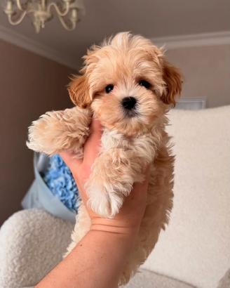 MALTIPOO - MALTIPO CUCCIOLI ITALIANI - pag mensile