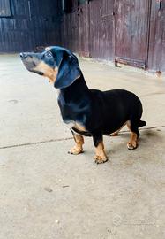 Cagnolina 