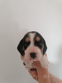 Cuccioli di Beagle