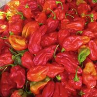 Peperoncino habanero
