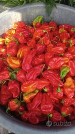 Peperoncino habanero