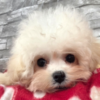 Maltipoo mini toy