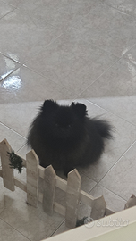 Pomerania femmina