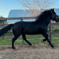 Vendita Cavallo Murgese