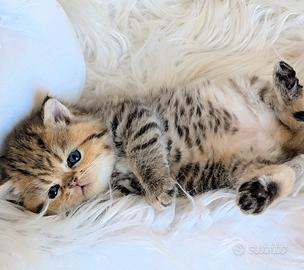 Gatto persiano chinchillà Exotic