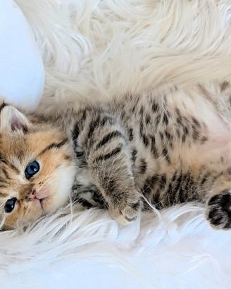 Gatto persiano chinchillà Exotic