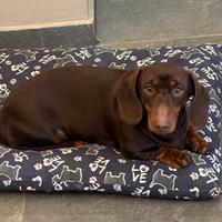 Bassotto per accoppiamento