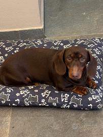 Bassotto per accoppiamento