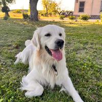 Golden Retriver per monta