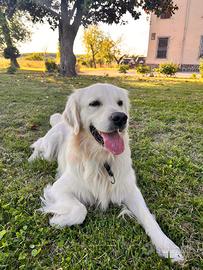 Golden Retriver per monta