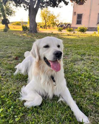 Golden Retriver per monta