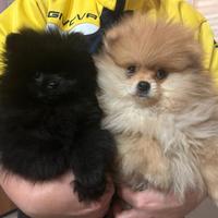 Cuccioli di splitz di Pomerania