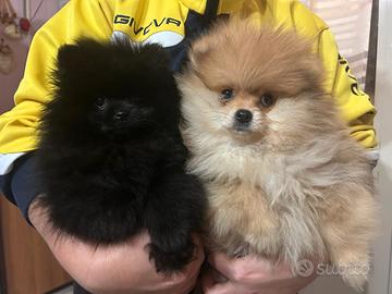 Cuccioli di splitz di Pomerania