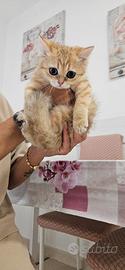 British shorthair