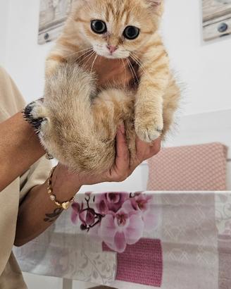 British shorthair