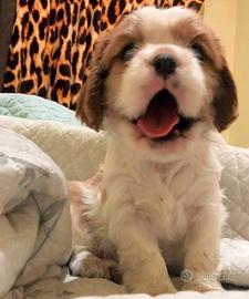 Cavalier king Charles Spaniel