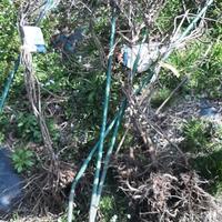 4 piante di akebia quinata gia fruttificanti