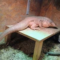 Tegu Argentino