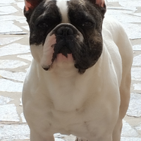Bulldog francese per accoppiamento
