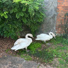 Cigno reale