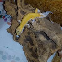 Geco leopardino e teca