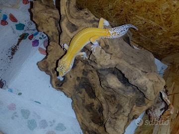 Geco leopardino e teca