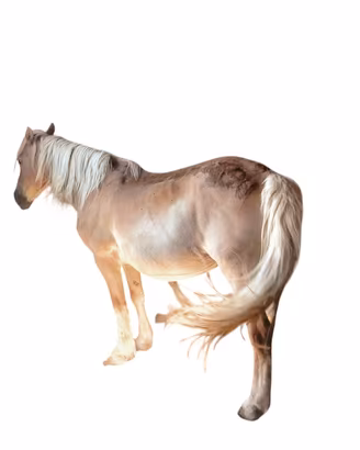 cavalla avelignese 