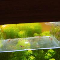 Gamberetti acqua dolce