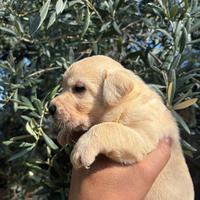 Cuccioli di Labrador retriver