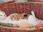 Immagine 3