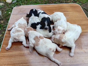 Breton cuccioli con pedigree
