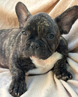 Cucciolo bulldog francese
