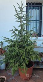 Picea / Alberto di natale vero