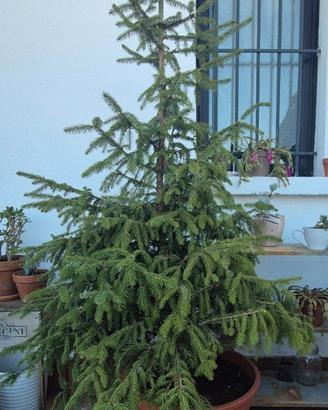 Picea / Alberto di natale vero