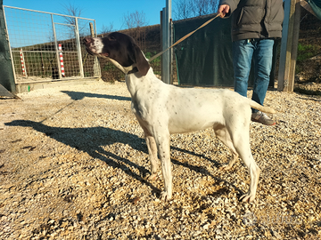 Kurzhaar bracco tedesco