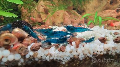 Neocaredina blue dream