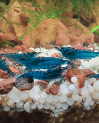 Neocaredina blue dream