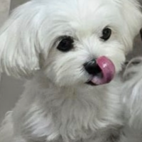 Cane Maltese con pedigree per Monta