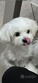Cane Maltese con pedigree per Monta