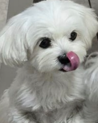Cane Maltese con pedigree per Monta
