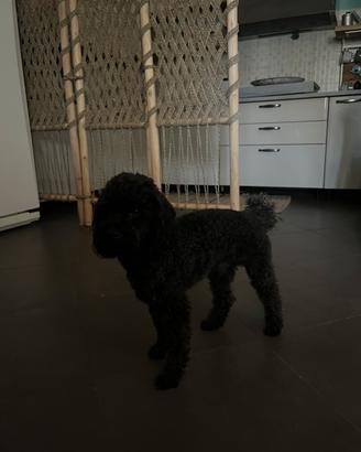 Barboncino nano disponibile per accoppiamento