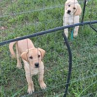 Labrador