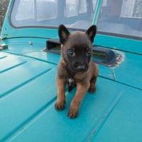 Cucciolo pastore belga malinois