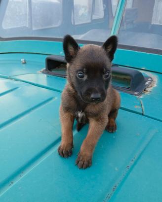 Cucciolo pastore belga malinois