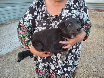 Cuccioli per adozione